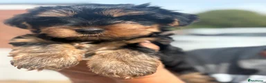 Yorkshire Terrier 3