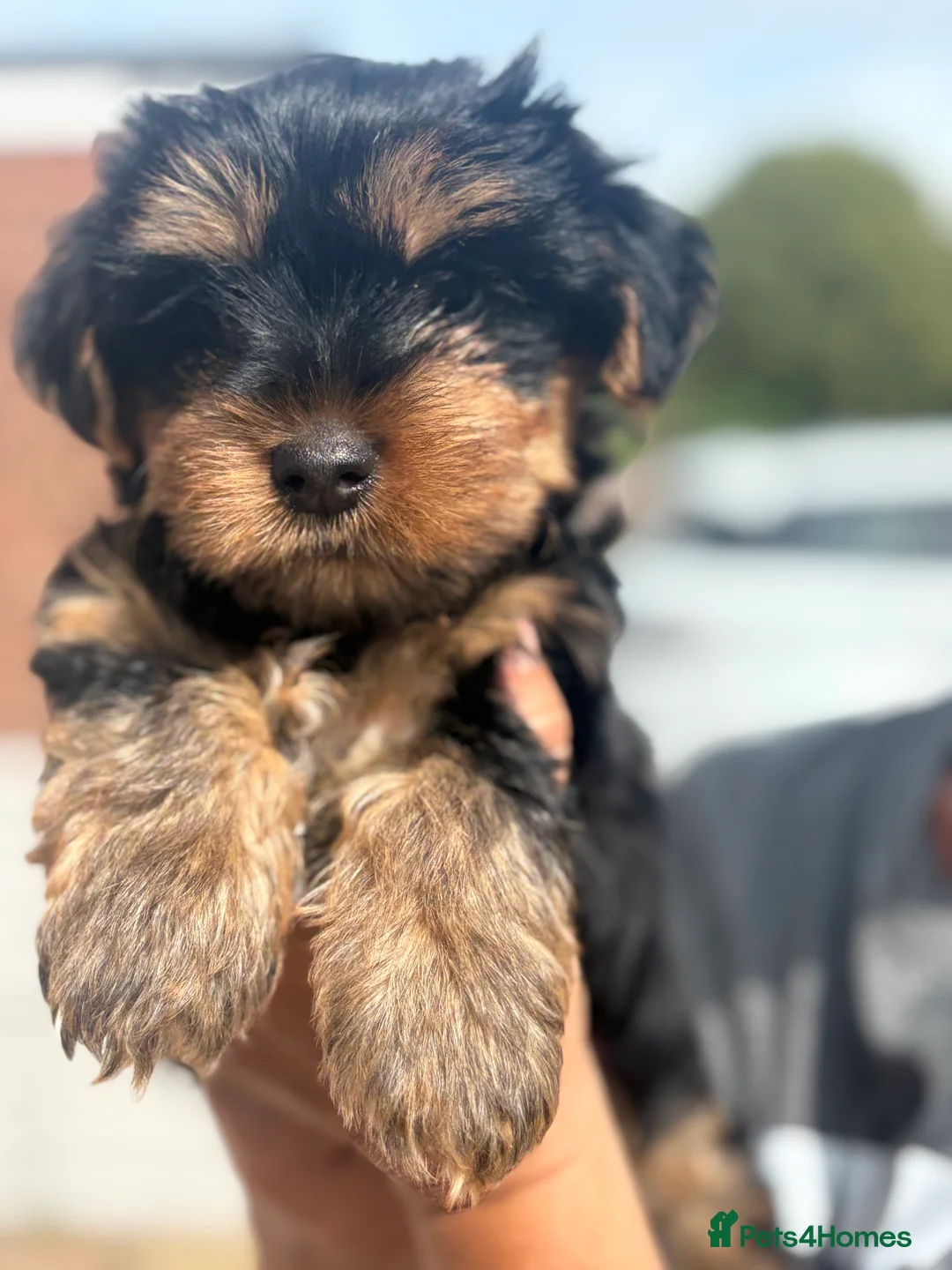 Yorkshire Terrier dogs for sale: 3 beautiful Yorkie boys for sale - Advert 2