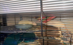 Rat rodents for sale: Male Albino Dumbo Rats – Cage, Food & Accessories - Image 3