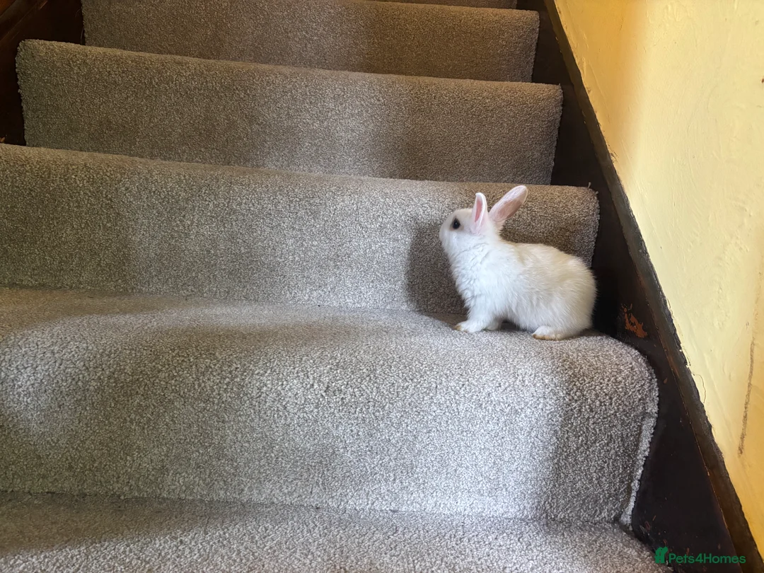 Mixed Breed rabbits for sale: Dwraf bunnies for sale  - Advert 18