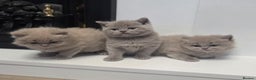 British Shorthair cats for sale: British Shorthair Kitten - Advert 1