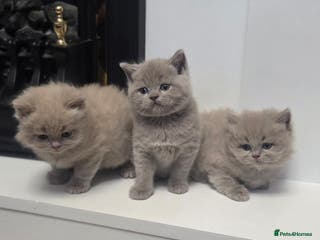 British Shorthair cats British Shorthair Kitten - Advert 1