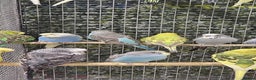 Budgerigars birds for sale: stunning beautiful budgies available  - Advert 3