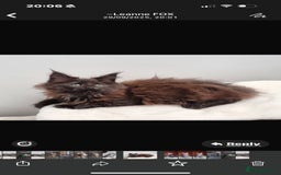 Maine Coon cats for sale: Pedigree GCCF Maine Coon Kitten available  - Image 3