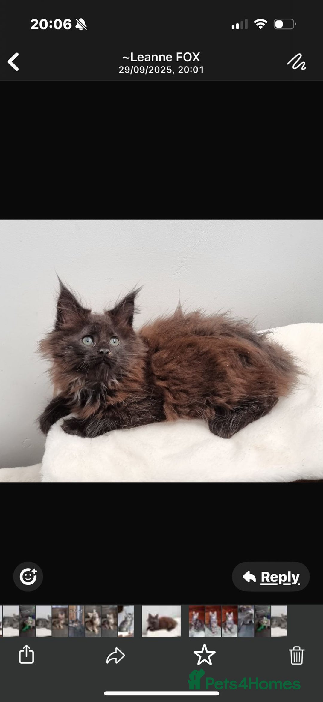 Maine Coon cats for sale: Pedigree GCCF Maine Coon Kitten available  - Image 3