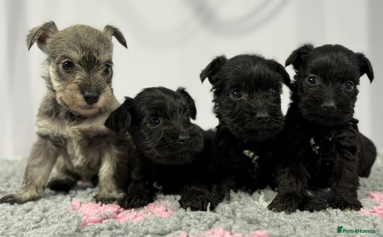 Miniature Schnauzer dogs - Advert 6