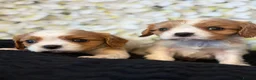 Cavalier King Charles Spaniel dogs for sale: Last one - Ready to go - Beautiful KC Registered  - Advert 10