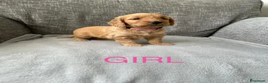 Cockapoo 5