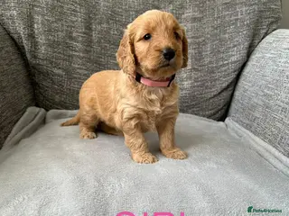 Cockapoo dogs Stunning F1 Cockapoo’s - Advert 2