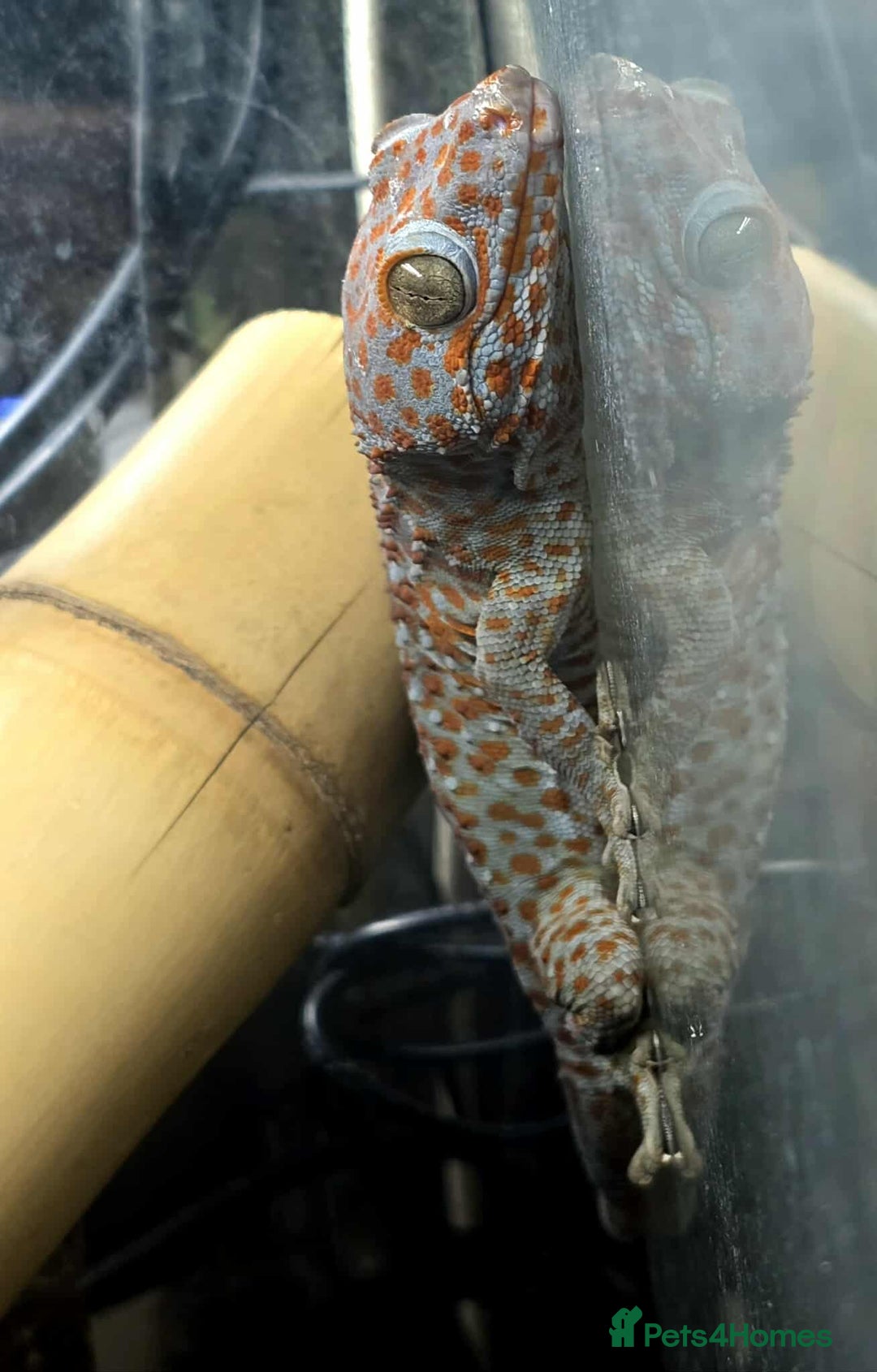 Gecko reptiles for sale: Tokay Geckos - Image 3