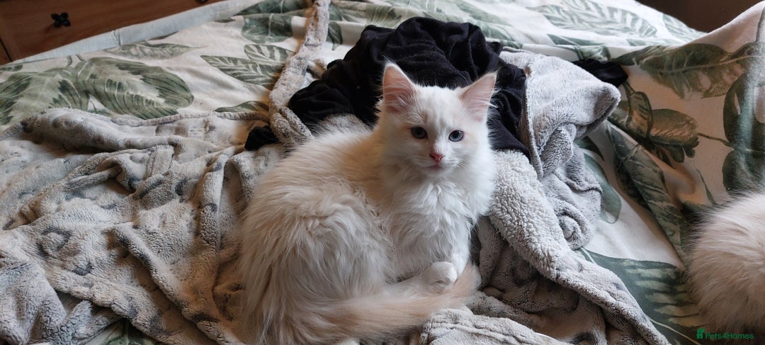 Ragdoll cats for sale: Ragdolls ready for forever homes 😻 3 males left  in Biggar - Image 2