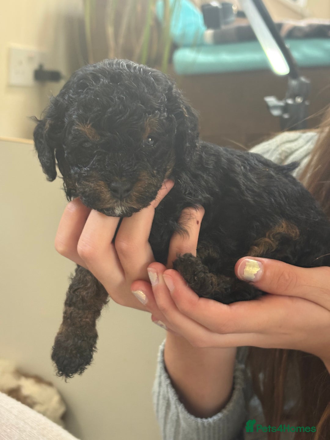 Cavapoo dogs for sale: 2 adorable male Cavapoo Puppies ! 🐾 - Image 25