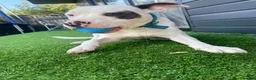 Mixed Breed dogs for sale: 8 month American bulldog x staffy  - Advert 3