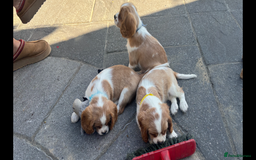 Cavalier King Charles Spaniel dogs for sale: Cavalier King Charles Spaniel  - Image 5