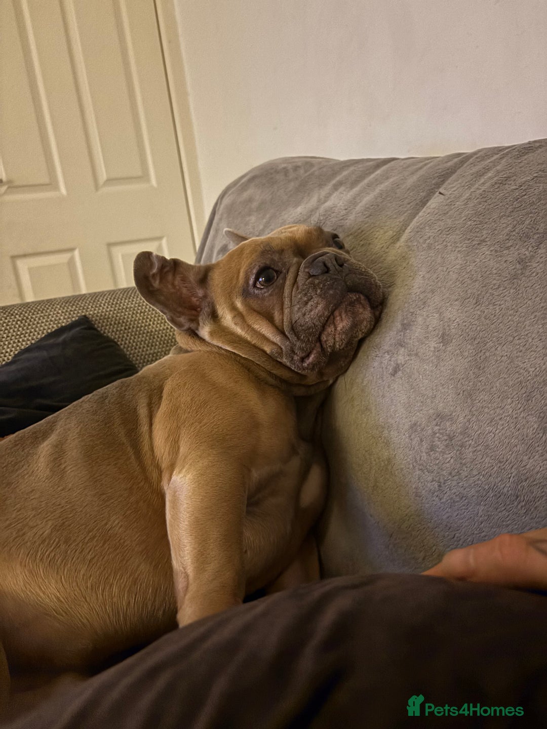 French Bulldog dogs for sale: French Bulldog Rehome - Advert 3