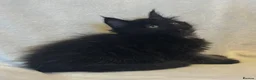 Maine Coon cats for sale: Stunning TICA Maine Coon Kittens active possible  - Advert 24