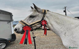 English Warmblood horses for sale: 16hh Schoolmistress  - Image 7