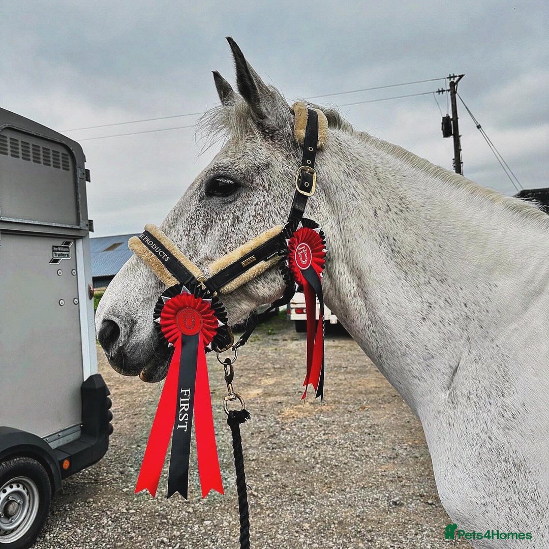 English Warmblood horses for sale: 16hh Schoolmistress  - Image 7