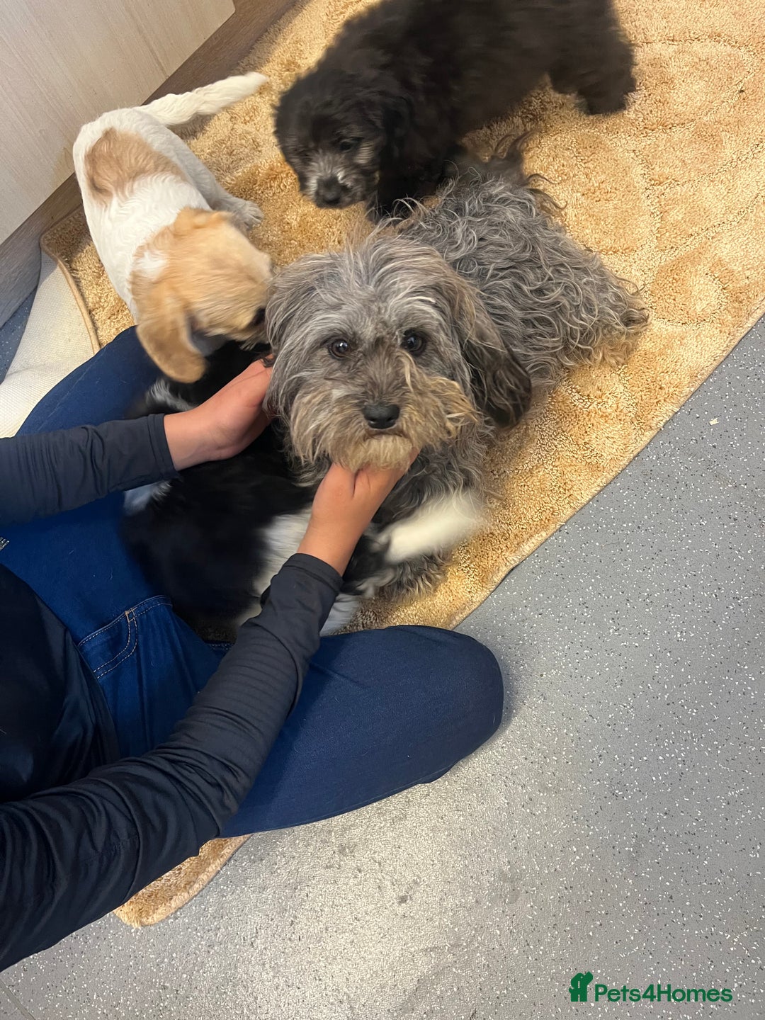 Jackapoo dogs for sale: Poodle x ready now  - Image 3