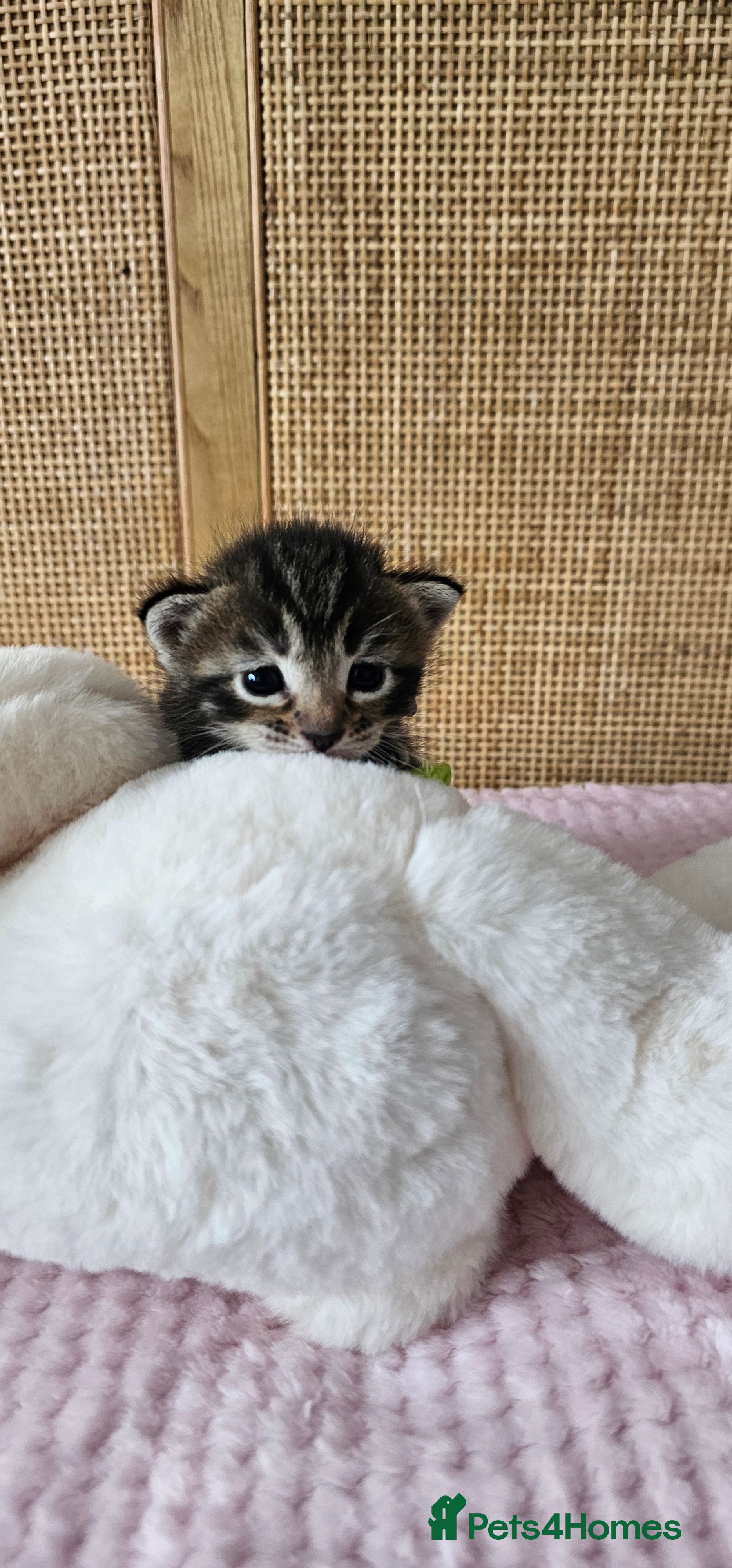 Mixed Breed cats for sale: Beautiful Bengal Mix Kittens - Advert 12