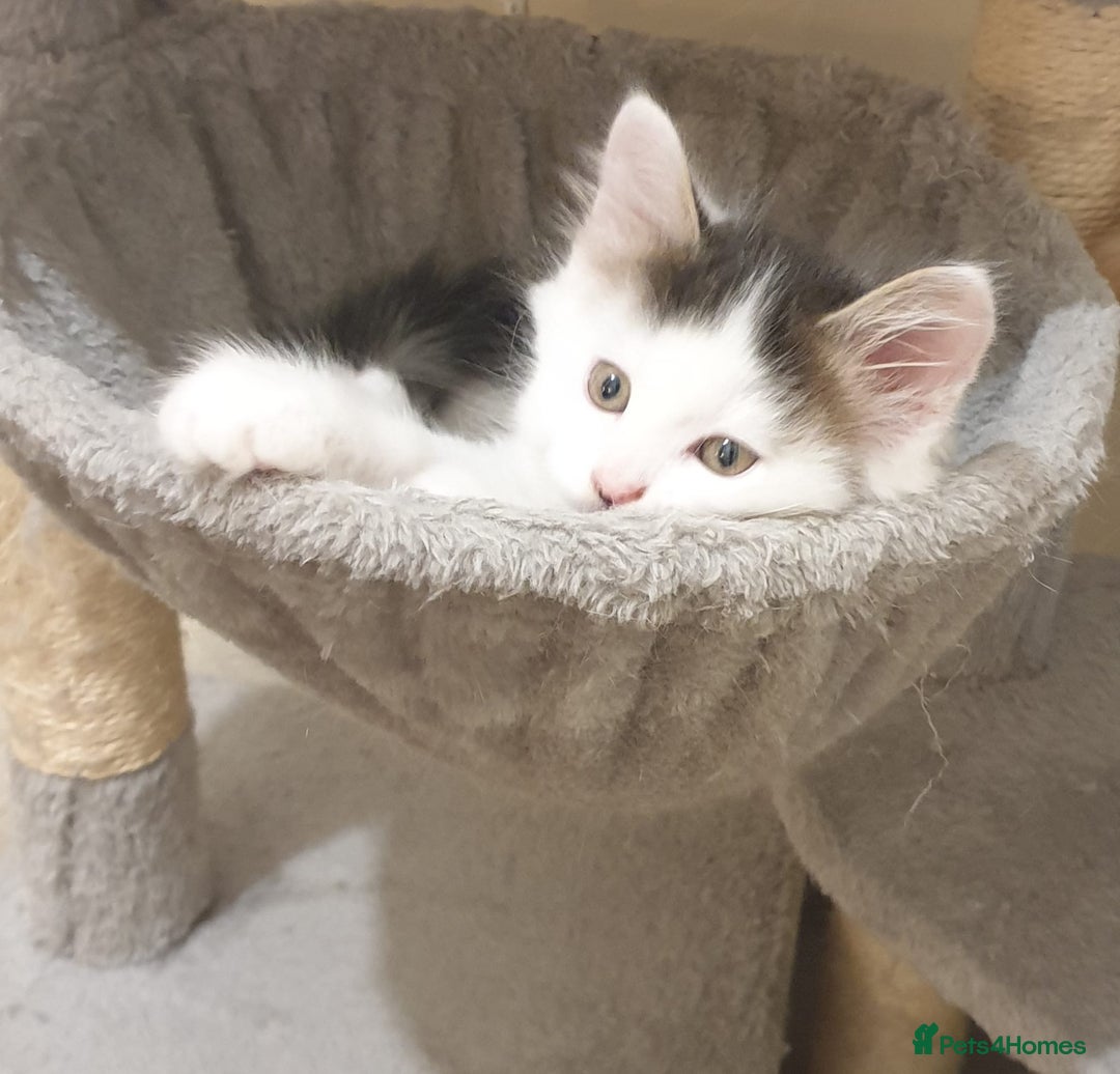 Mixed Breed cats for sale: Cute little boy  - Advert 2