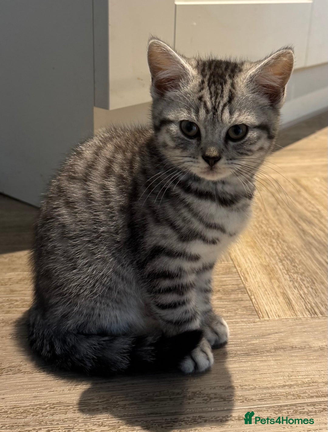 British Shorthair cats for sale: READY NOW GCCF REG BSH SILVER SPOTTED MALE KITTEN - Advert 4