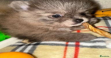 Pomeranian dogs - Advert 5