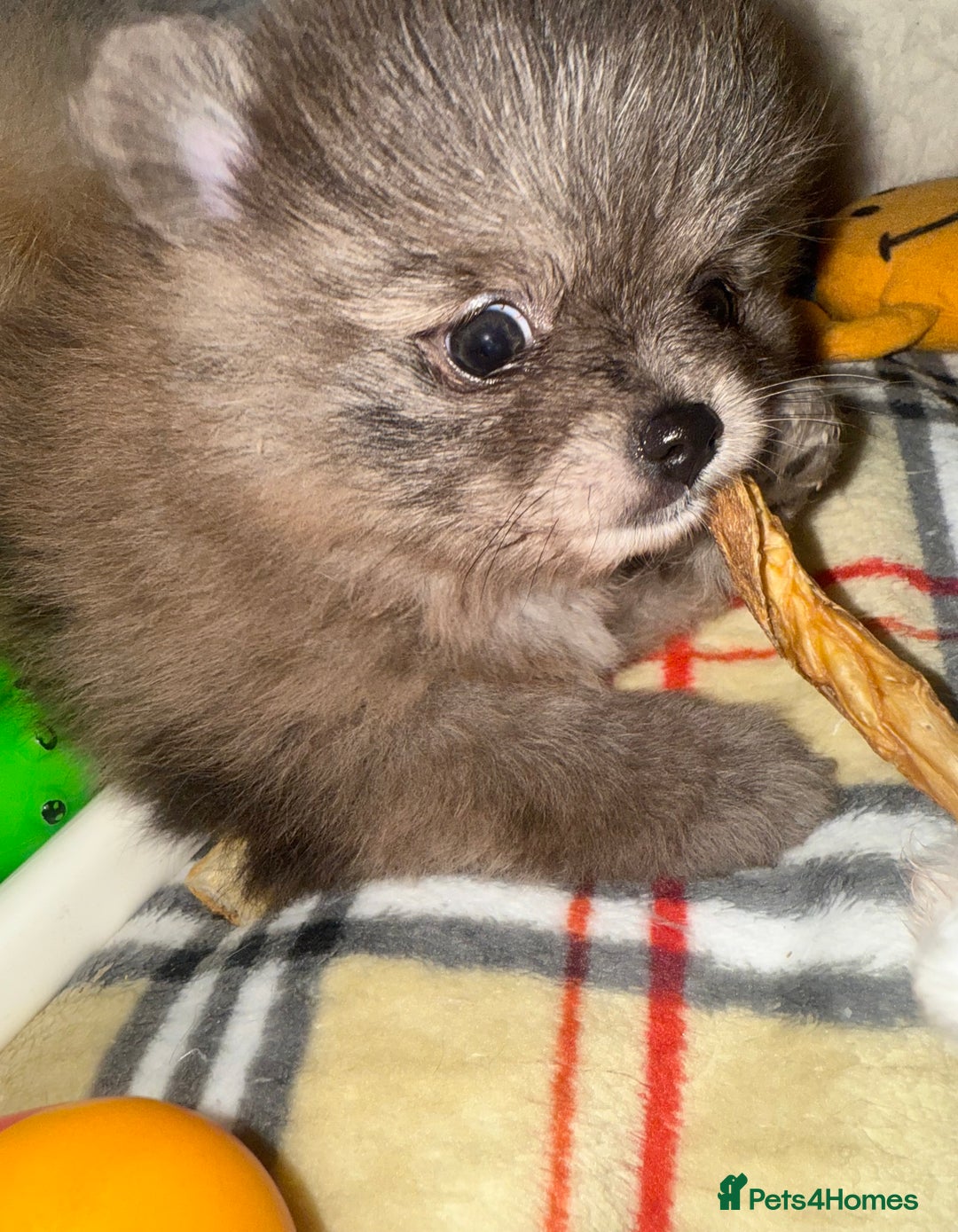 Pomeranian dogs for sale: ✨🐶Small Teddy Bear🧸 SKY🩵BLUE EYE 👀POMS🐶✨ - Advert 23