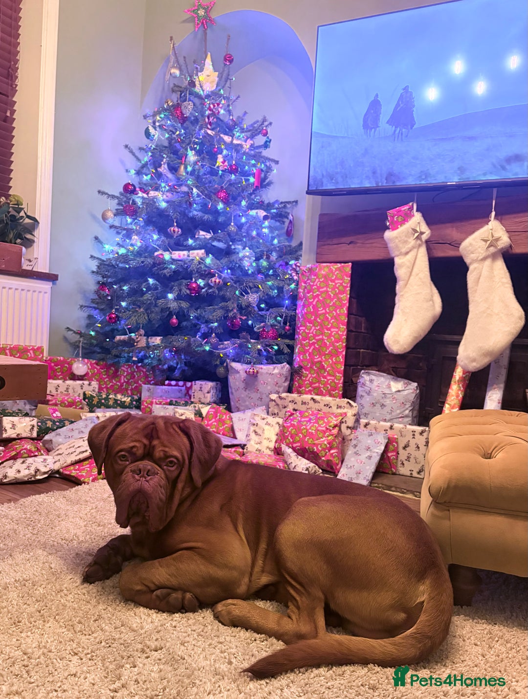 Dogue De Bordeaux dogs for stud: STUD Dogue de Bordeaux  - Advert 2