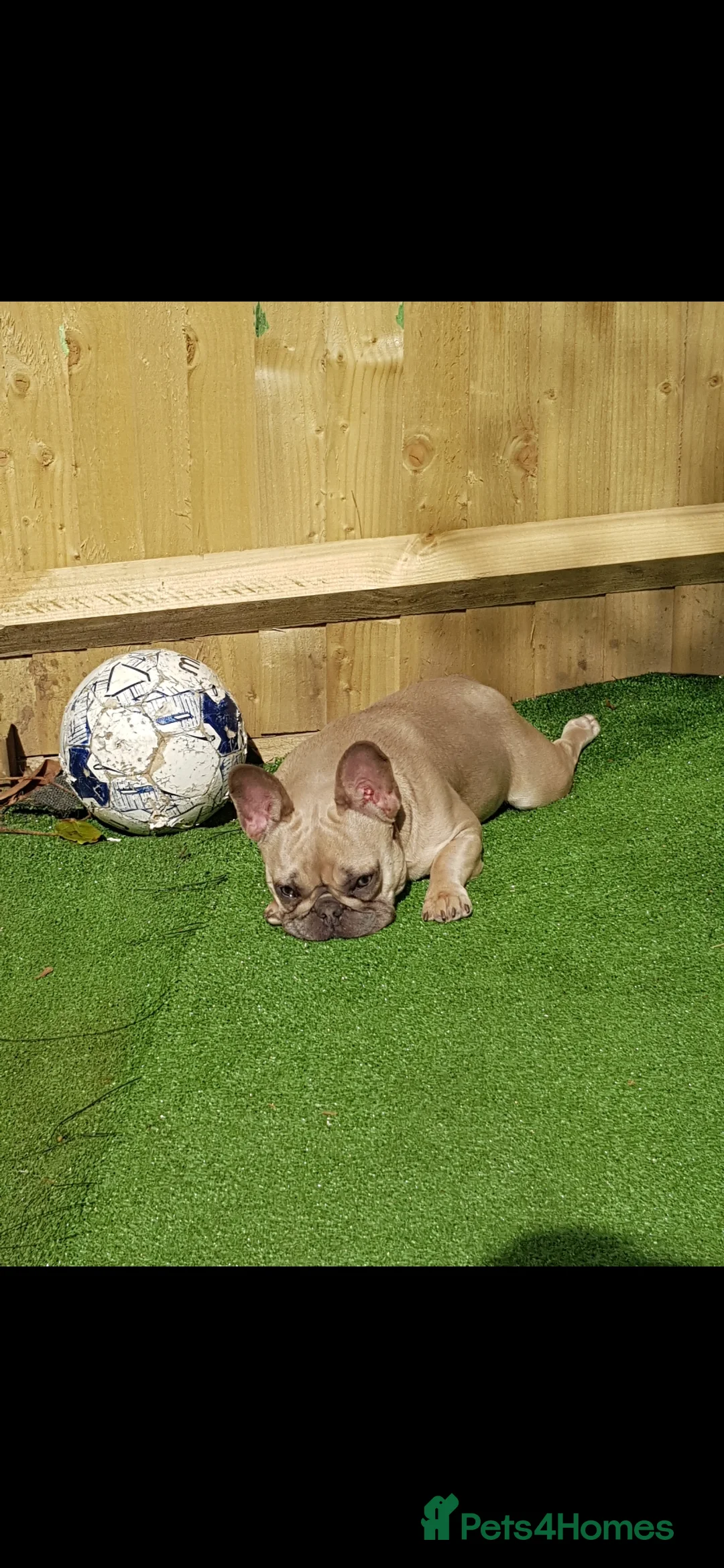 French Bulldog dogs for sale: Beautiful pinto - Advert 4