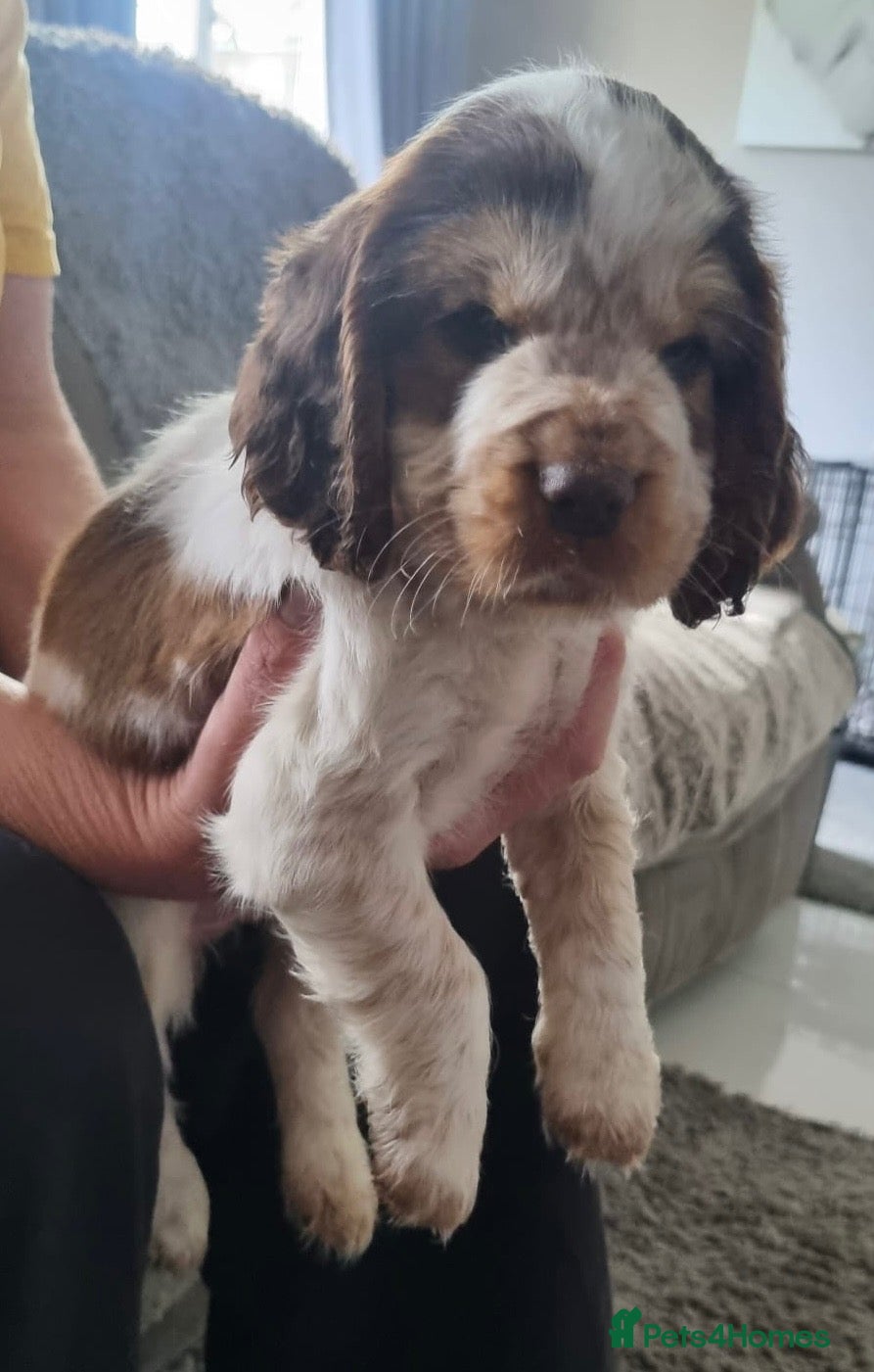 Cocker Spaniel dogs Show x Working Cocker Spaniel Puppies - Advert 4