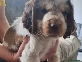 Cocker Spaniel dogs Show x Working Cocker Spaniel Puppies - Advert 4