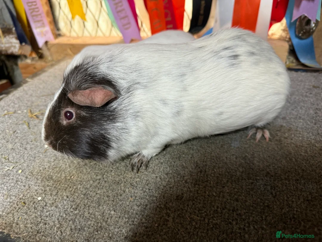 Guinea Pig rodents for sale: Pair of bonded boys - Advert 5