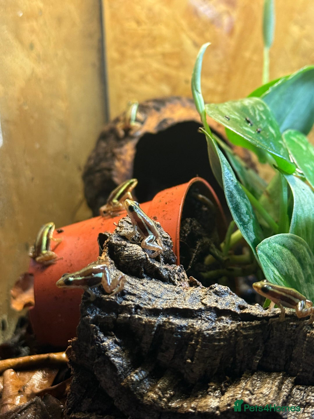 Frog reptiles for sale: Sant Isabel dart frogs froglets - Image 2