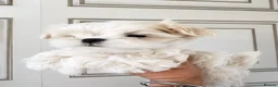 Maltese dogs for sale: 🏆KC🏆Ready Now 🧸Korean Maltese boy 💎 - Advert 12