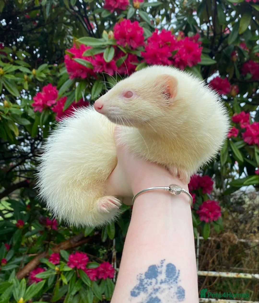 Ferret rodents for sale: Ferret for sale  - Advert 1