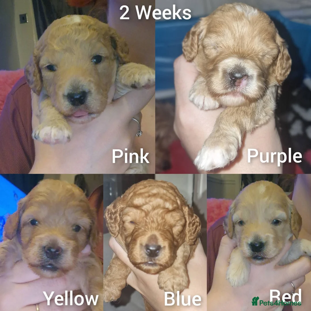 Cockapoo dogs for sale: Beautiful F1b Cockapoo Puppies For Sale 🐾 - Advert 14