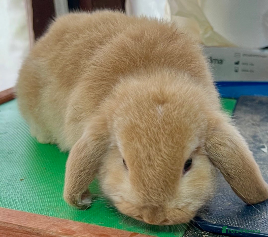 Mini Lop rabbits for sale: Mini Lops for sale READY NOW - Advert 9