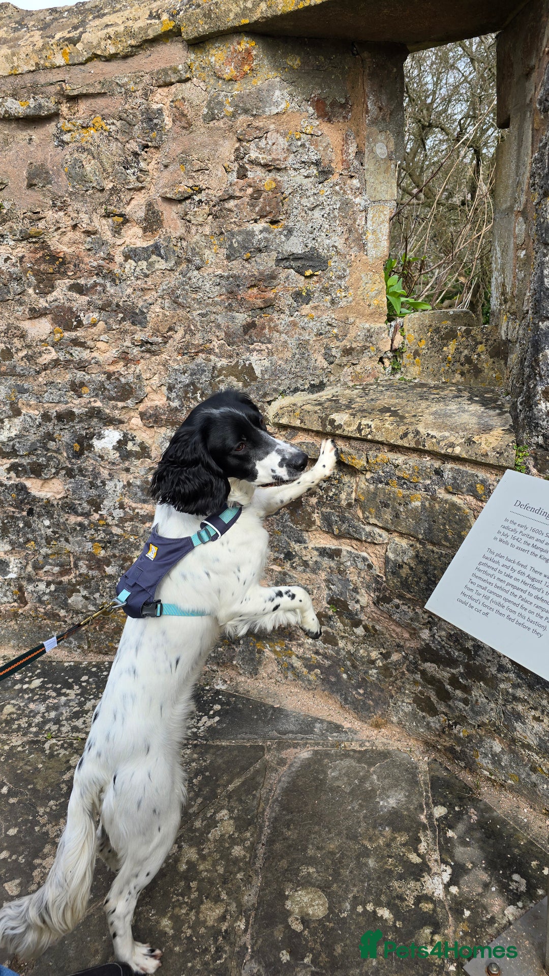 Sprocker dogs for sale: Sprocker Spaniel Lenny - Image 2