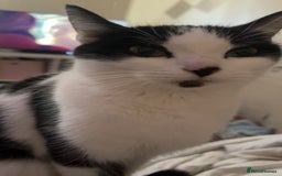 British Longhair cats for sale: Cat need rehoming due to over crowding  - Image 5