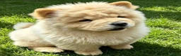 Chow Chow dogs for sale: KC registered chow chow male puppy Exceptional boy - Advert 10