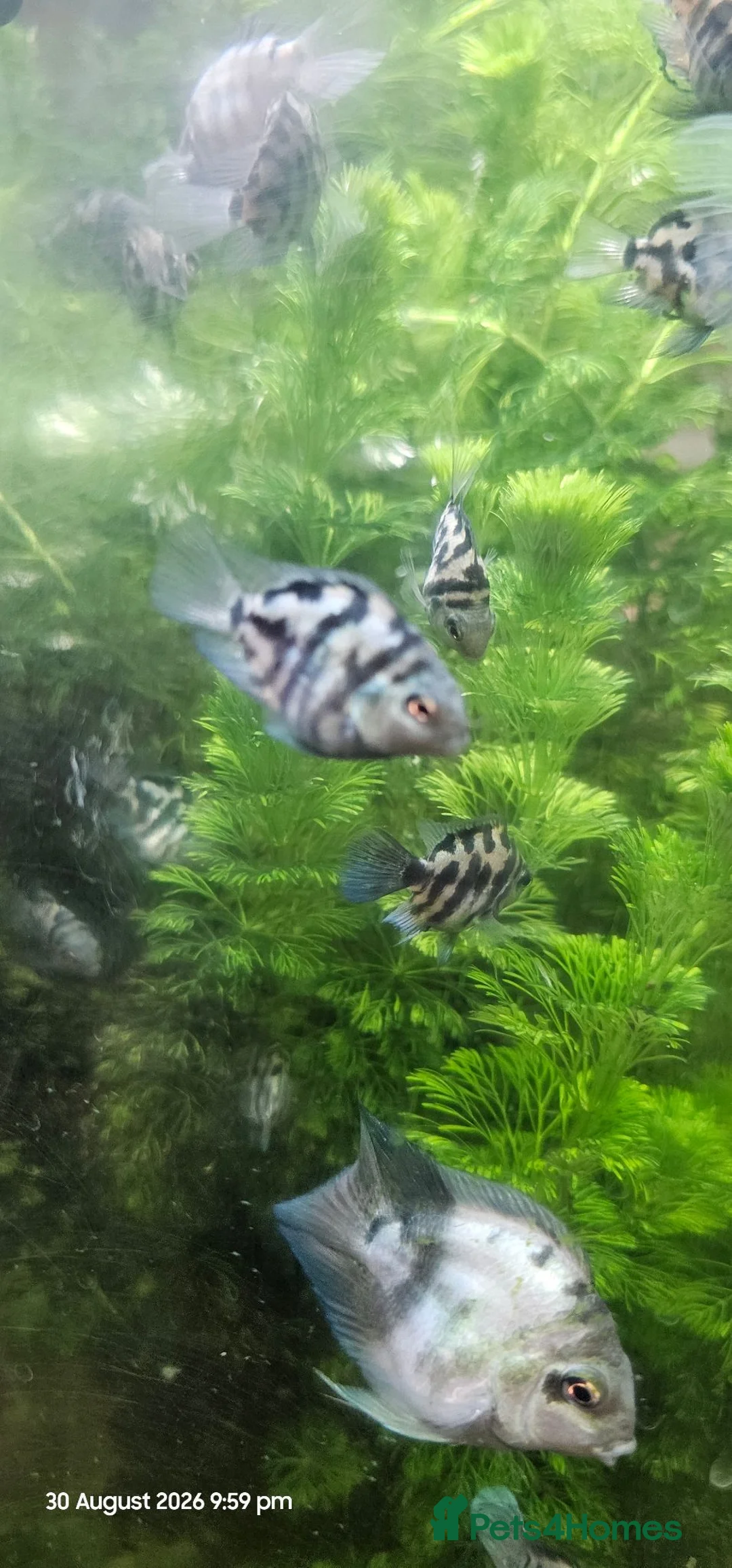 Cichlids fish for sale: Polar blue parrot chiclids  - Advert 2