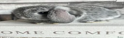Mini Lop rabbits for sale: 🦋 Mini lop Babys 🦋 - Advert 31