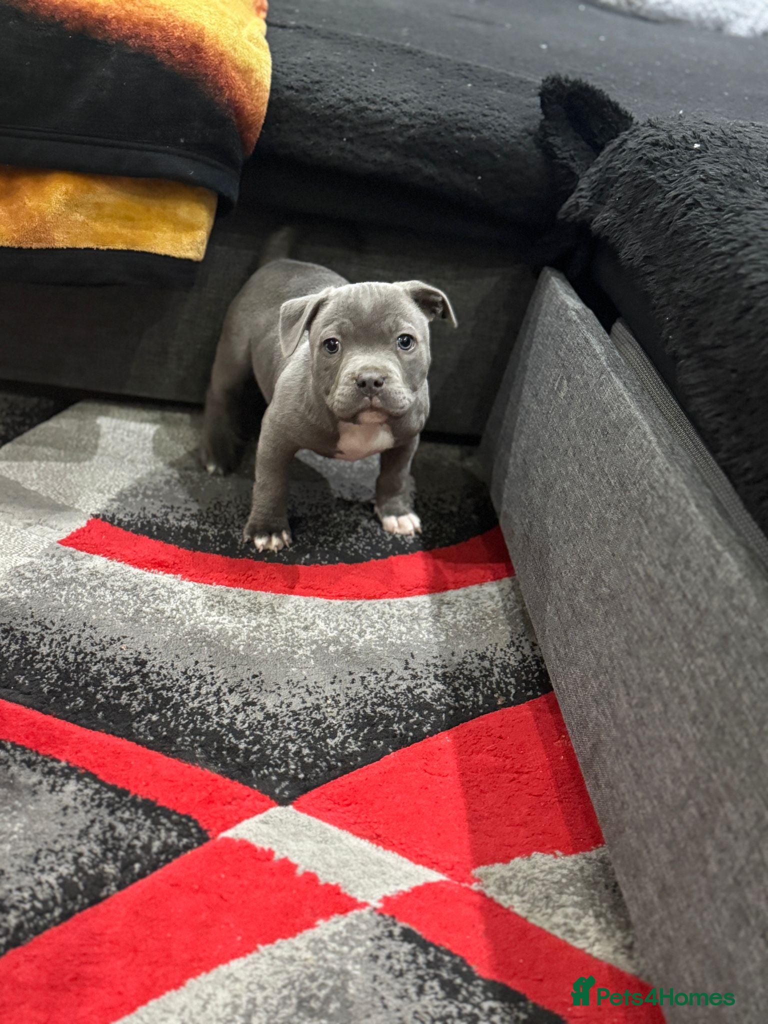 Staffordshire Bull Terrier dogs Kc reg champion staff puppies - Advert 1