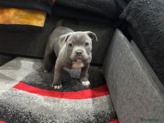 Staffordshire Bull Terrier dogs Kc reg champion staff puppies - Advert 2