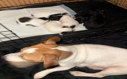 Jackapoo dogs for sale: Jackapoo - Advert 1