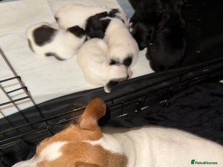 Jackapoo dogs Jackapoo - Advert 1