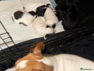 Jackapoo dogs Jackapoo - Advert 18