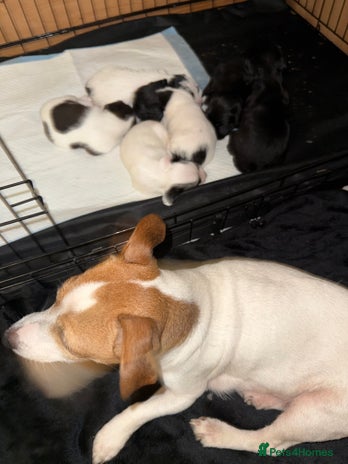 Jackapoo dogs Jackapoo - Advert 1