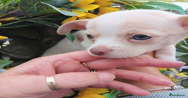 Chihuahua dogs - Advert 7